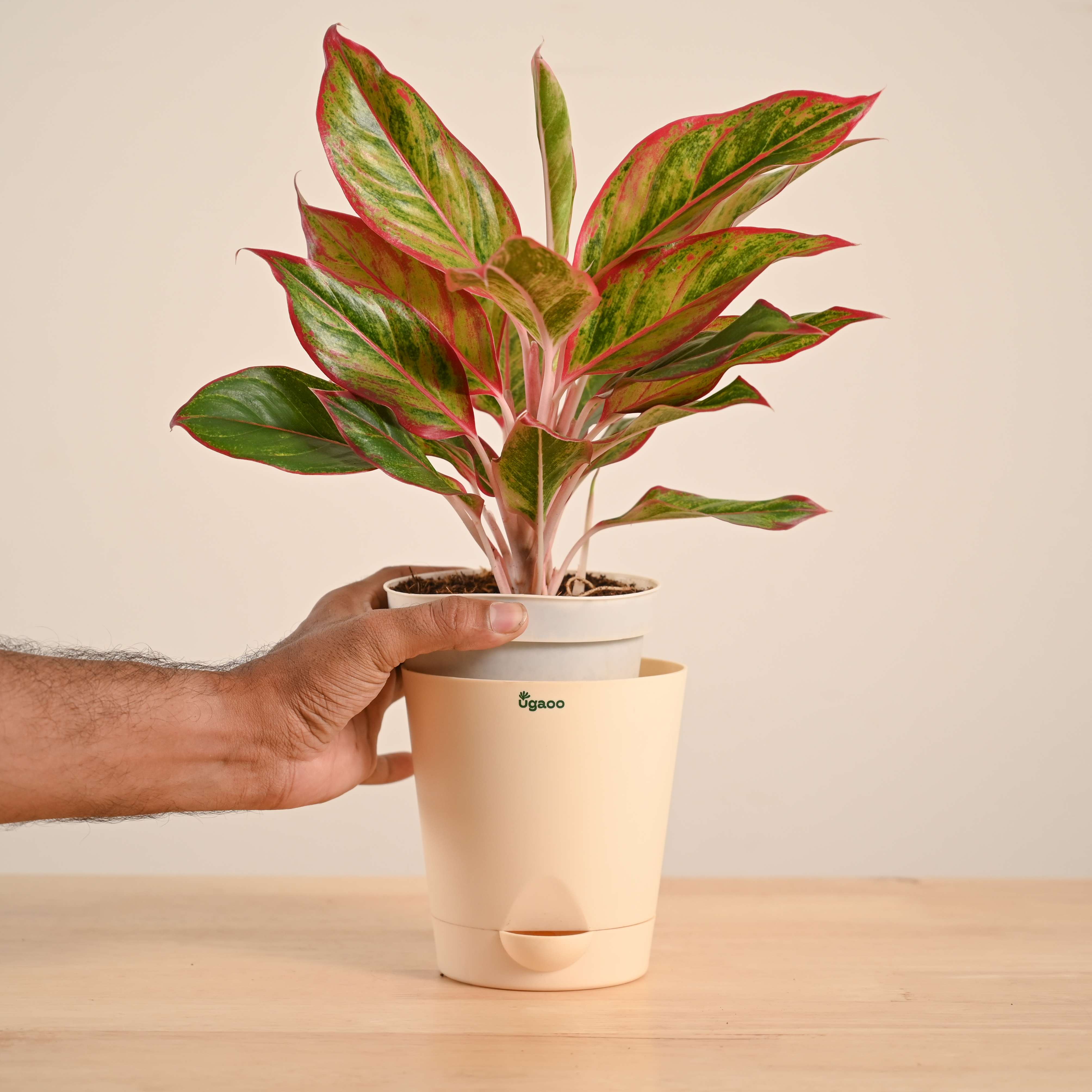 Product image 66