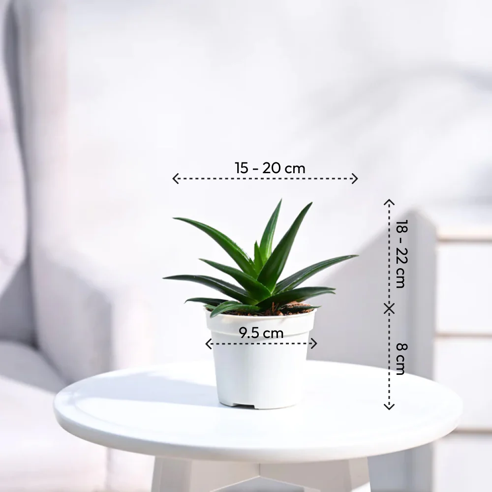 Product image 156