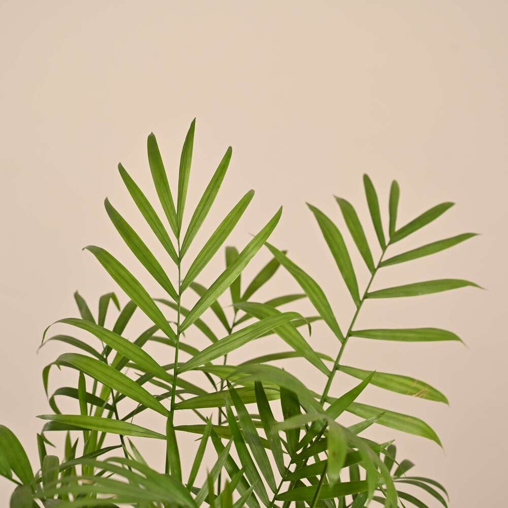 Product image 154