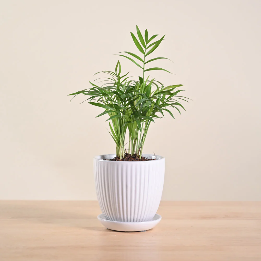 Product image 184