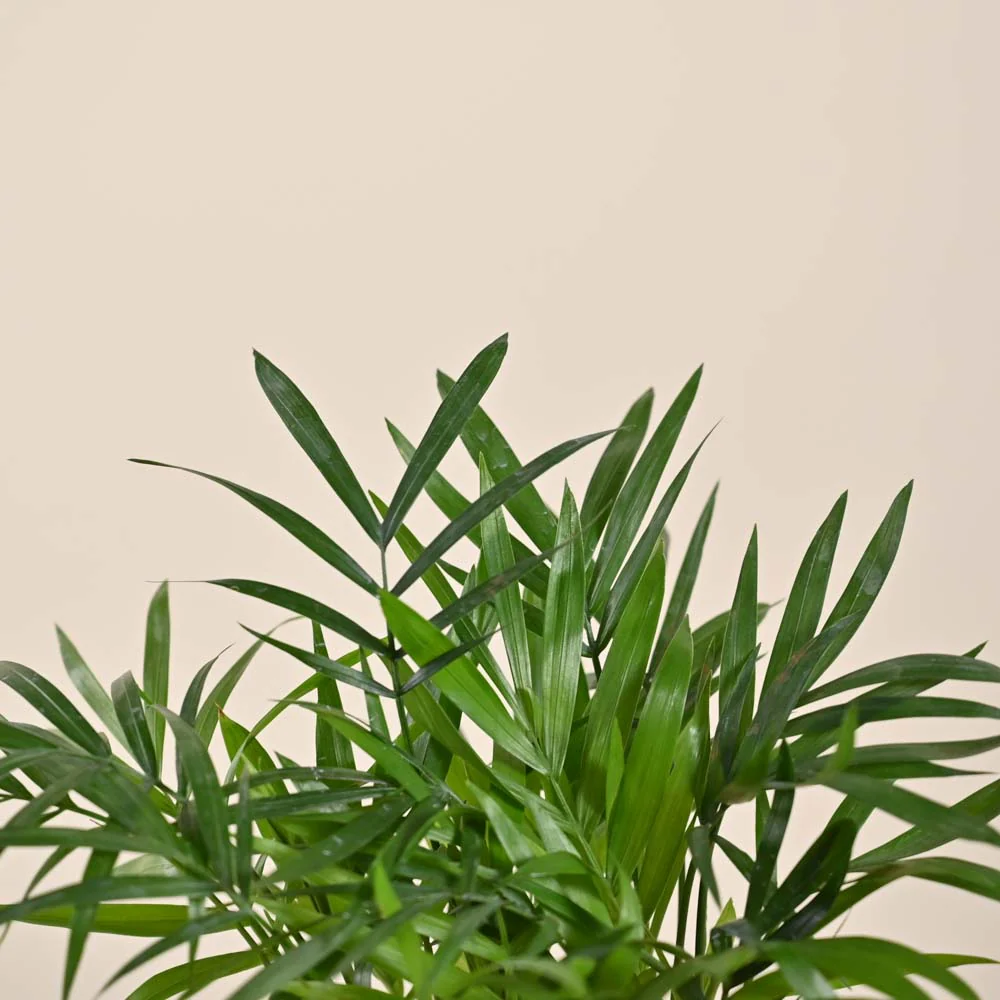 Product image 221