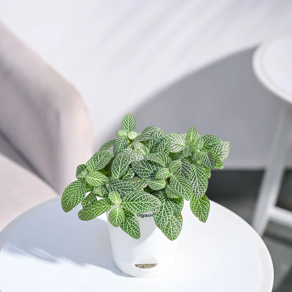 Product image 82