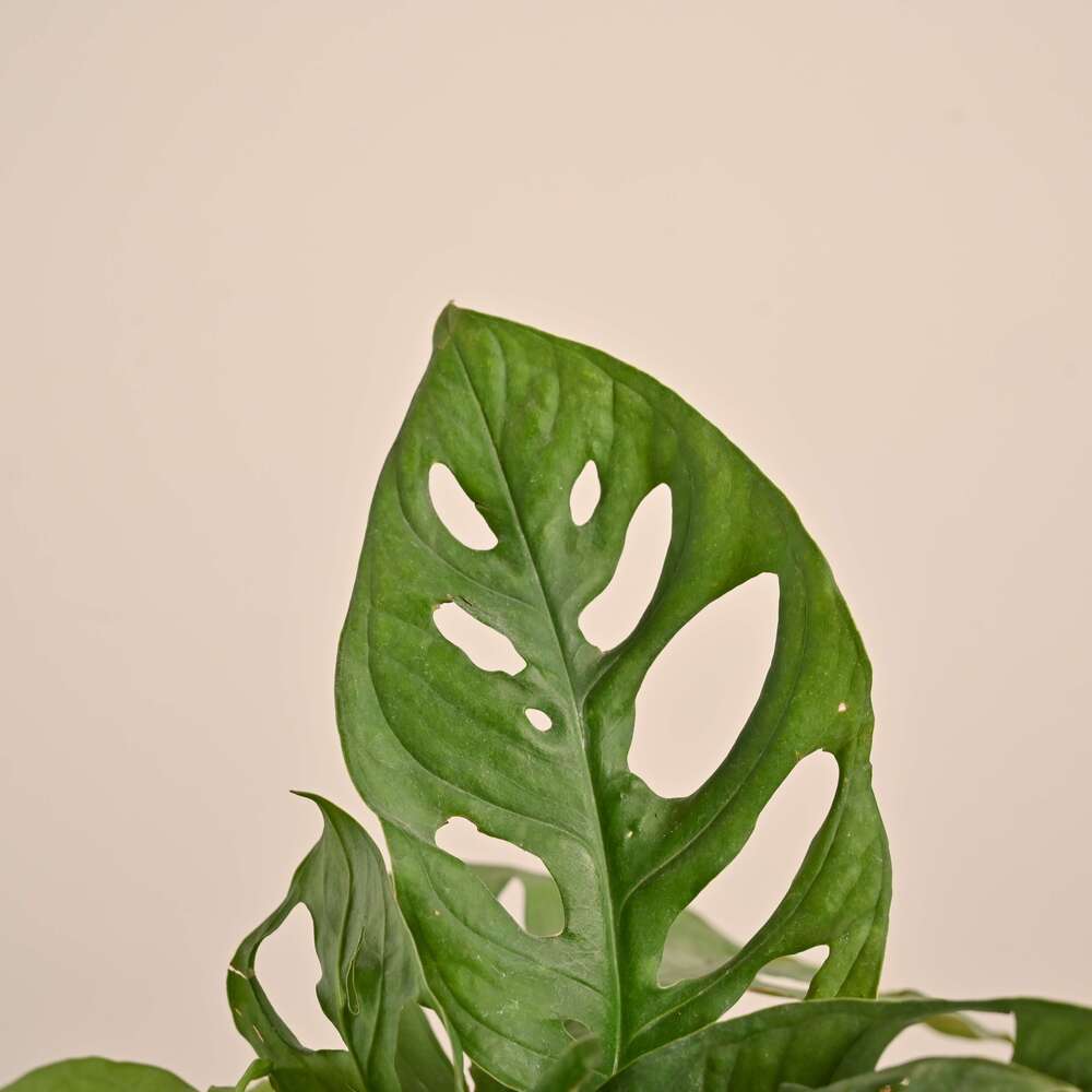Product image 168