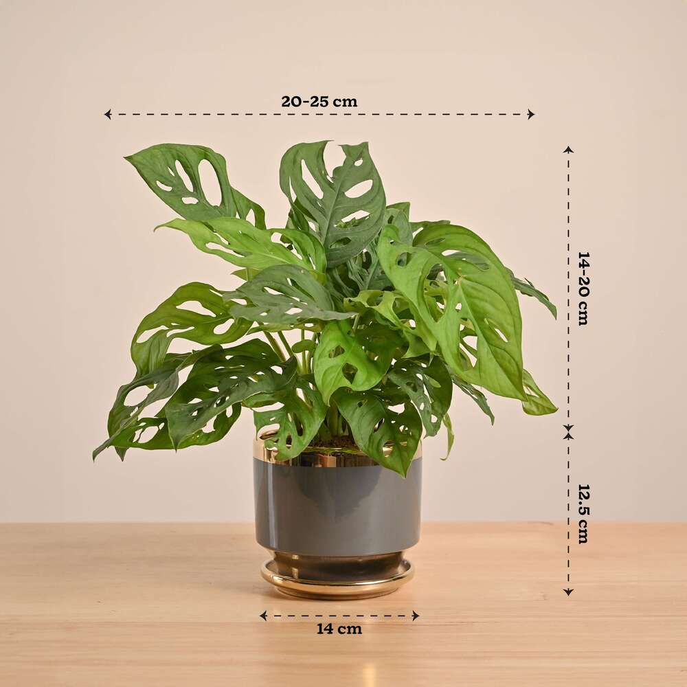 Product image 175