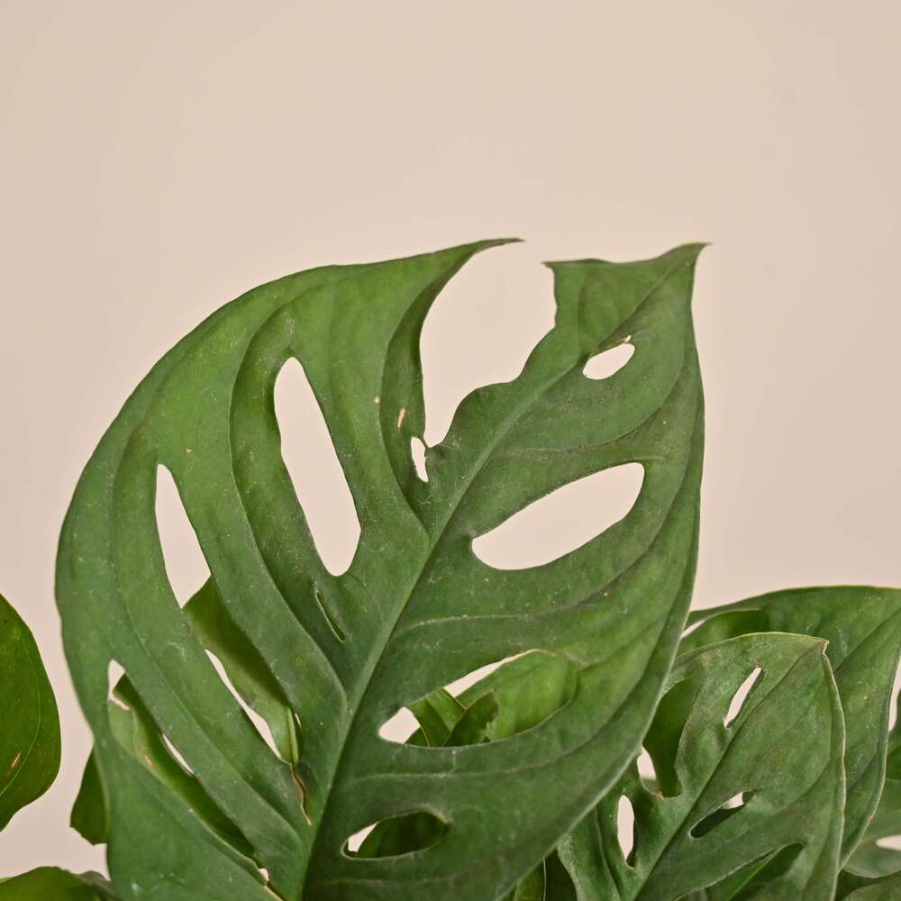 Product image 177