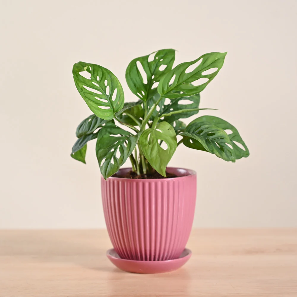 Product image 197
