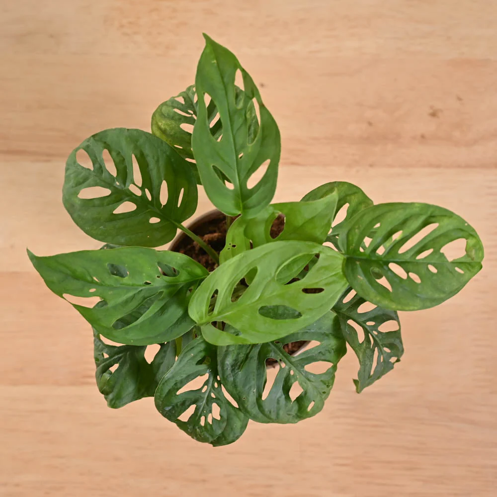 Product image 247