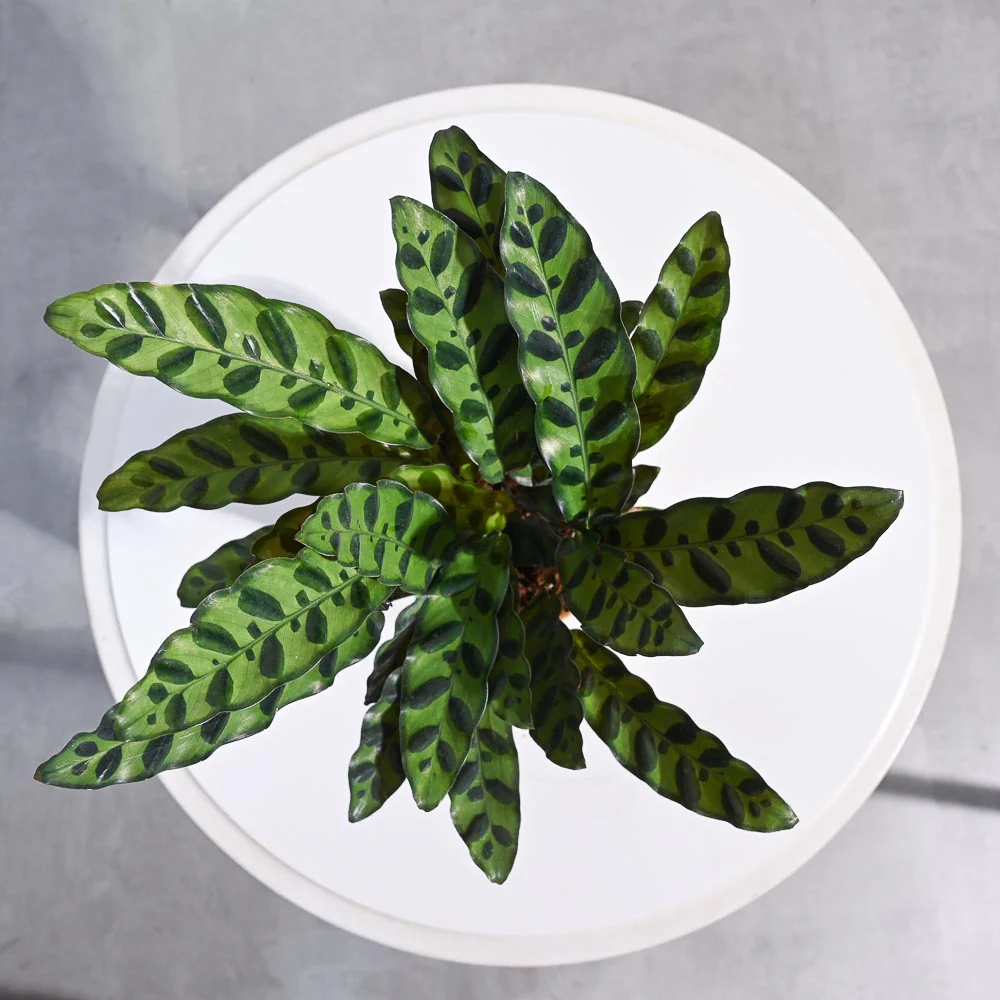 Product image 74