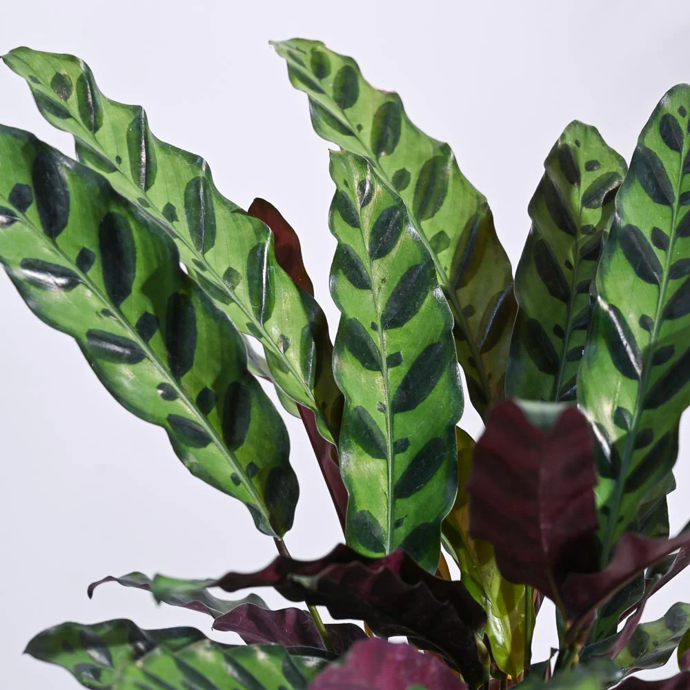 Product image 82