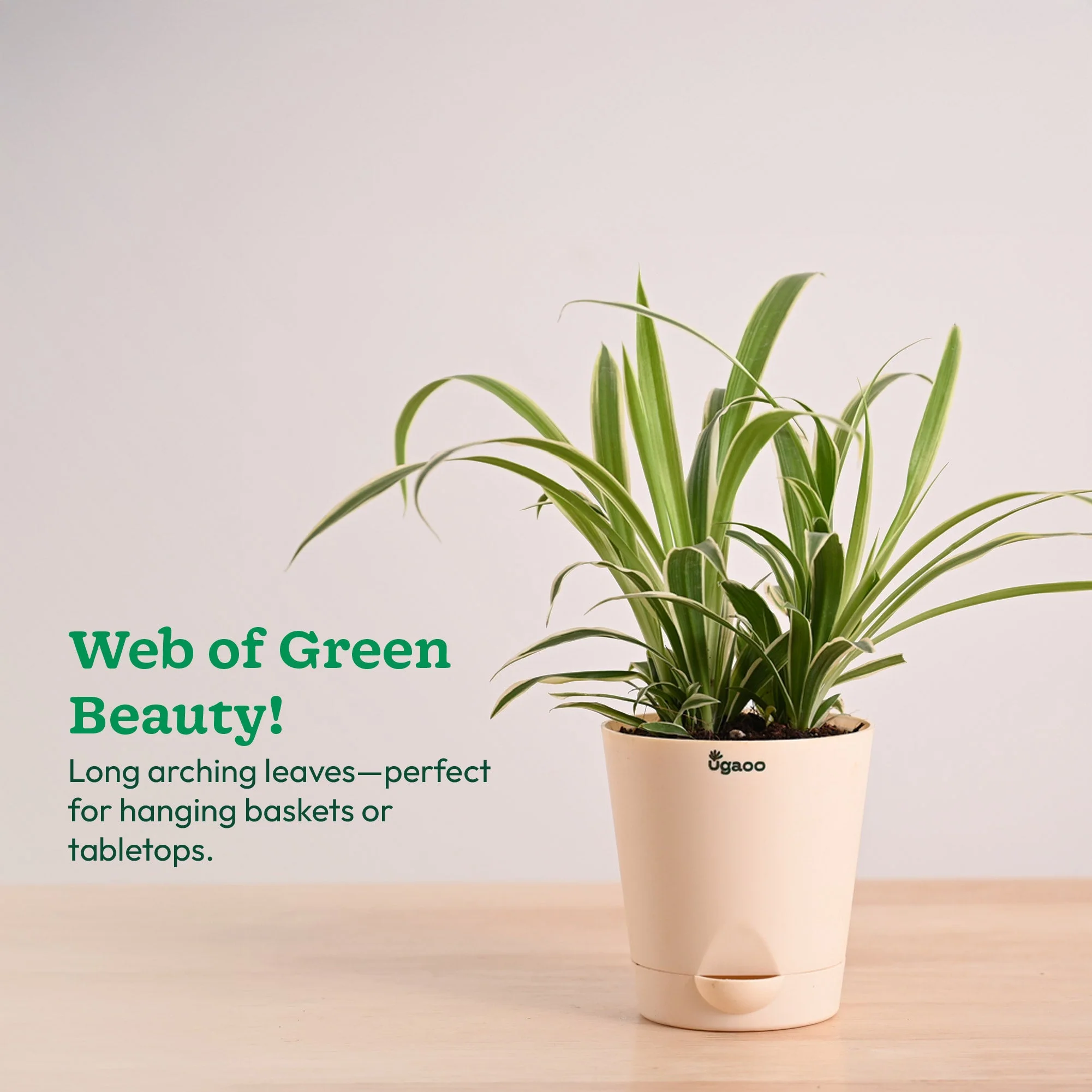 Product image 100