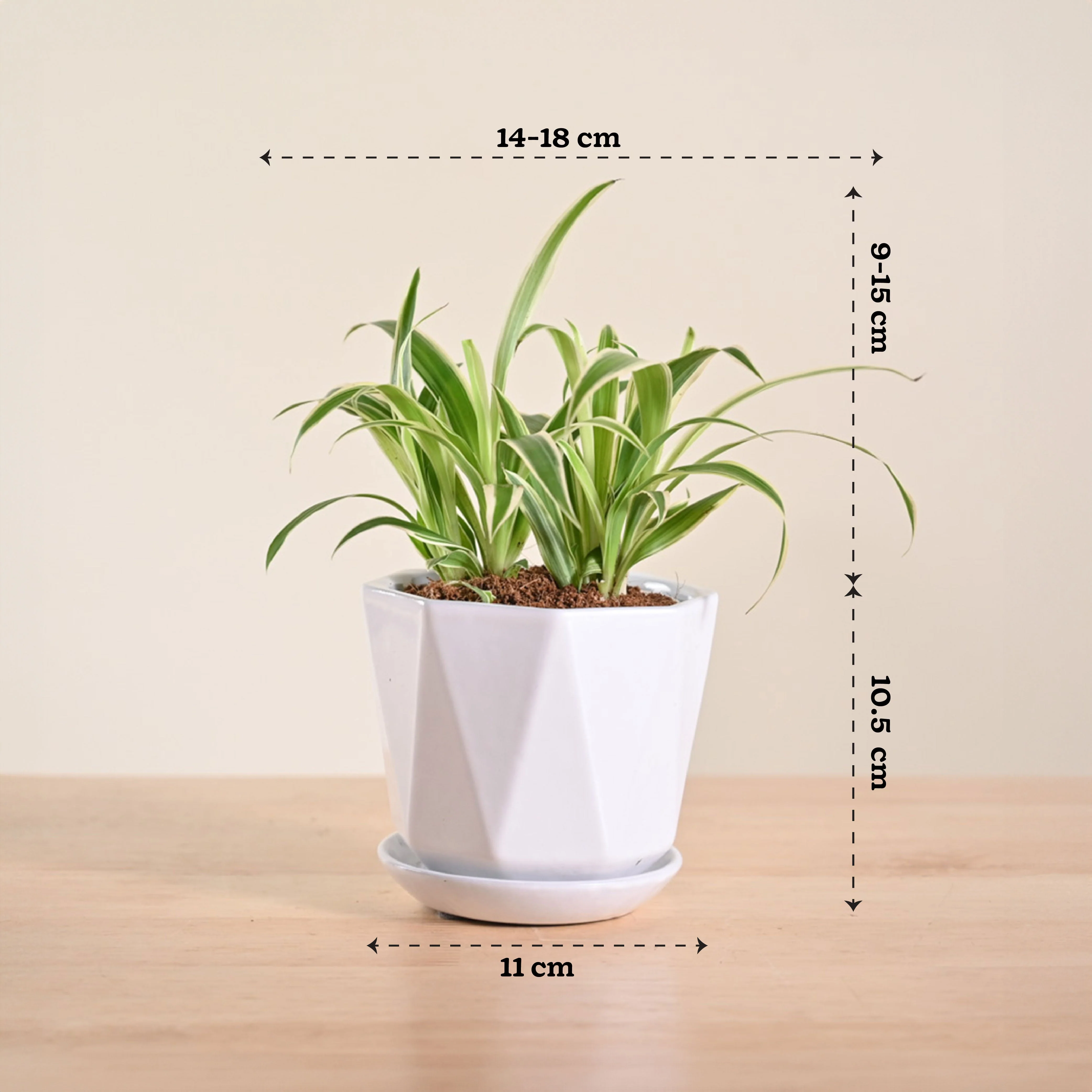 Product image 166