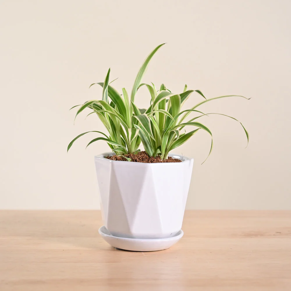 Product image 171