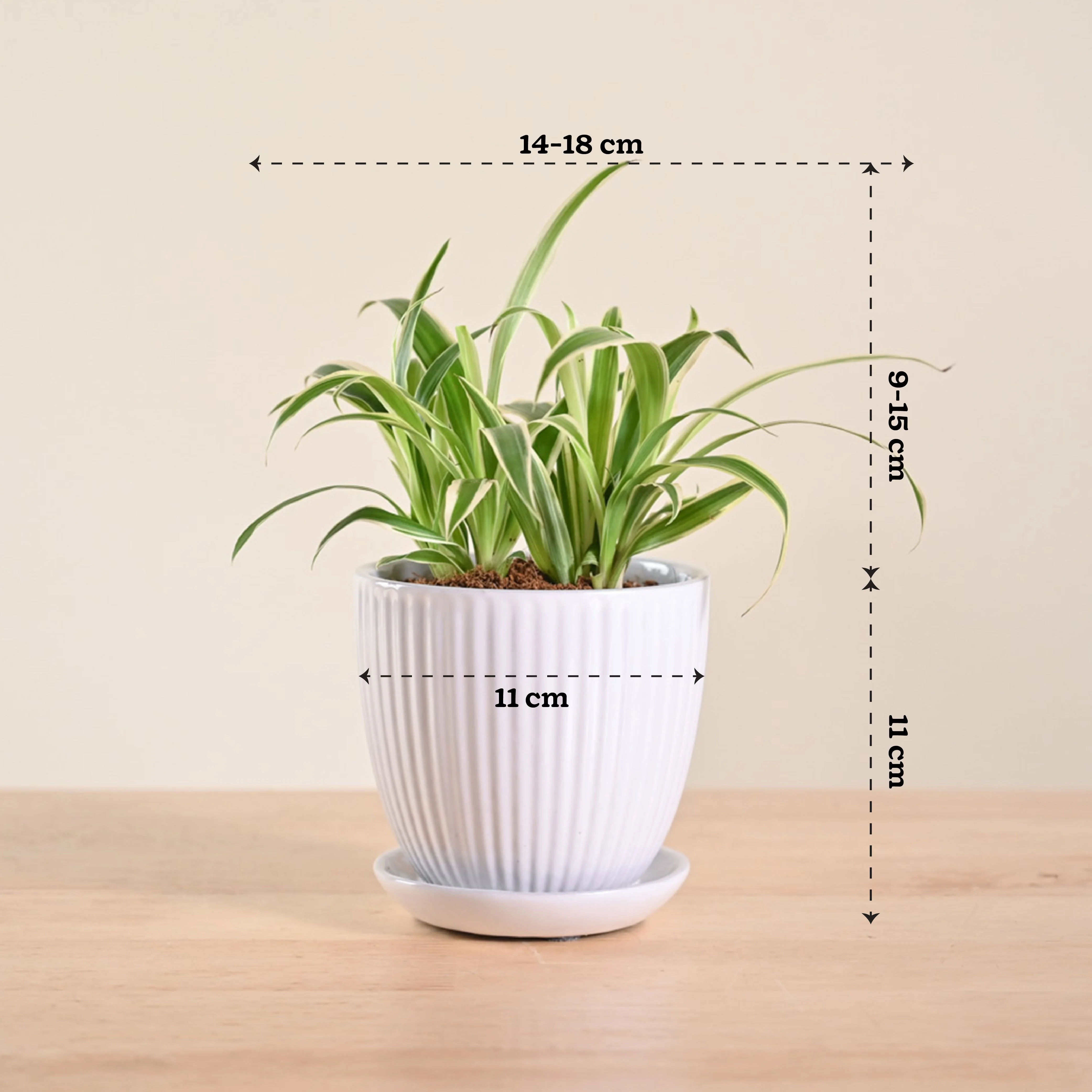 Product image 186