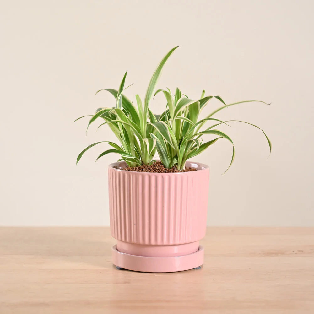 Product image 203