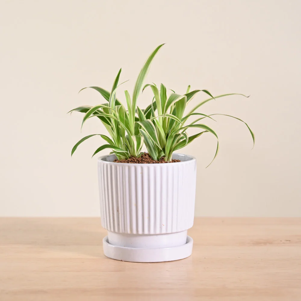 Product image 207