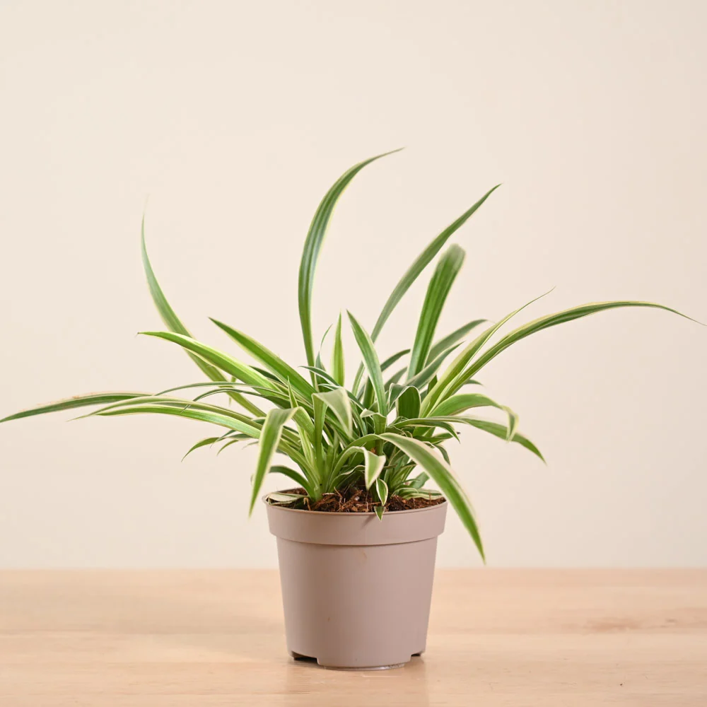 Product image 223