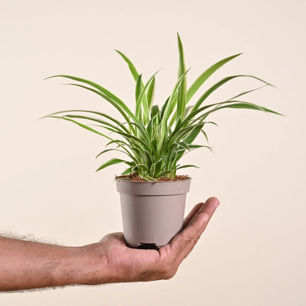 Product image 225