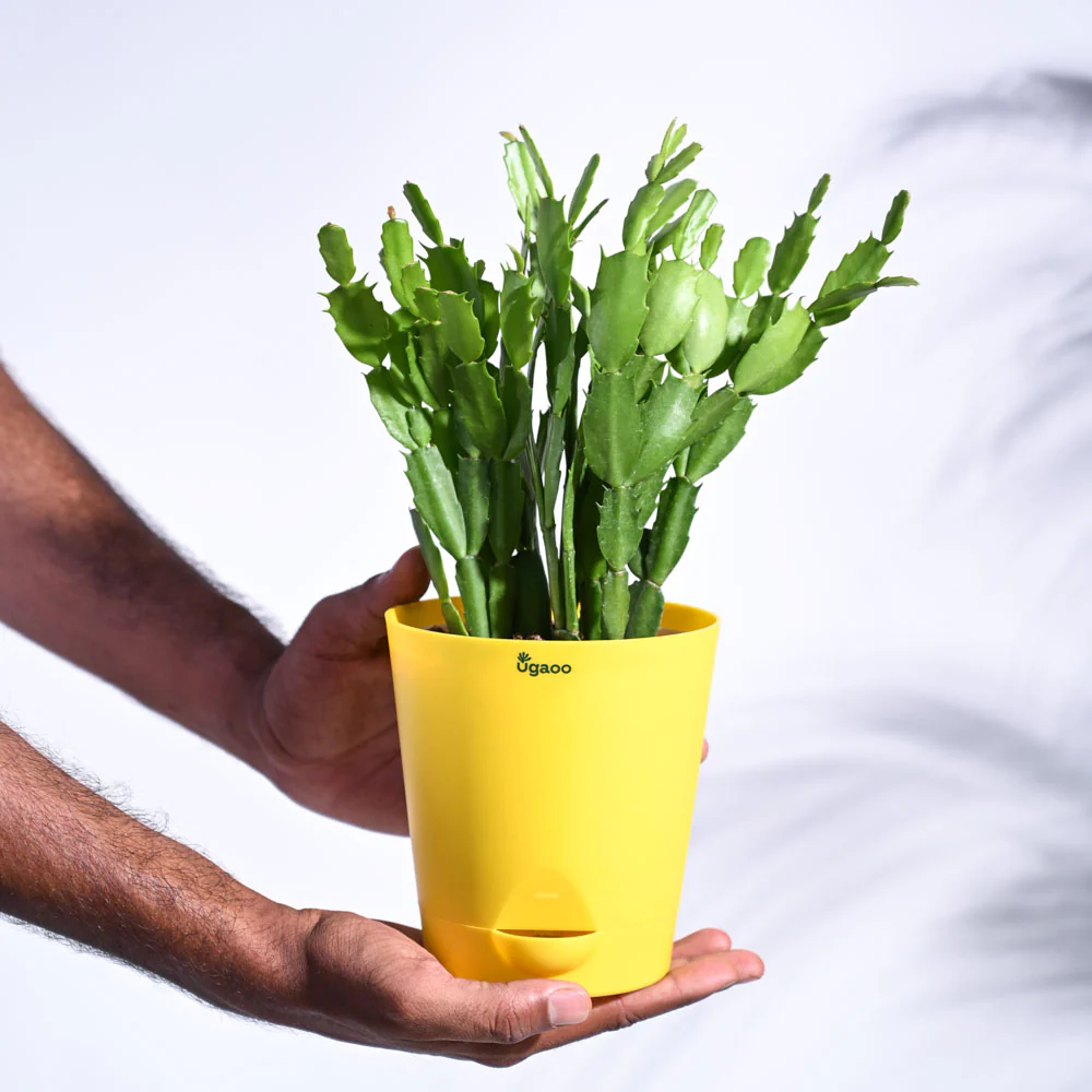 Product image 114