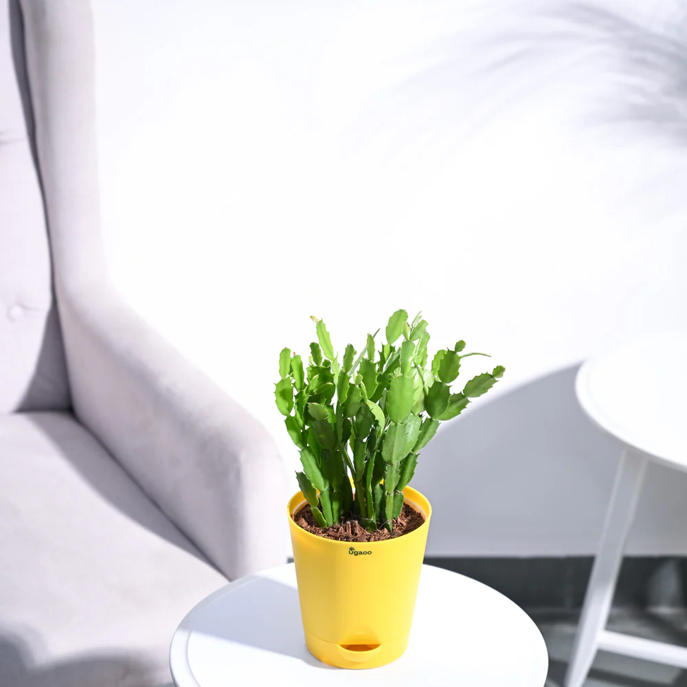Product image 126
