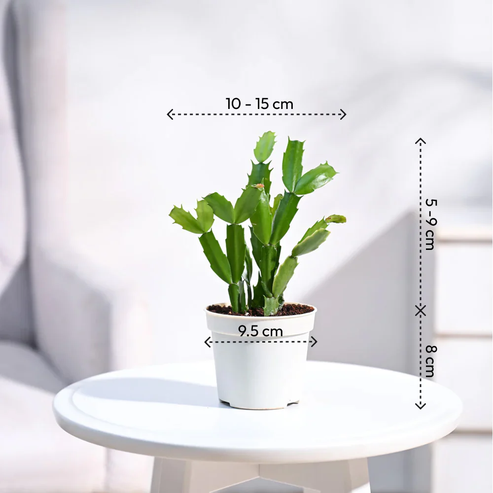Product image 90