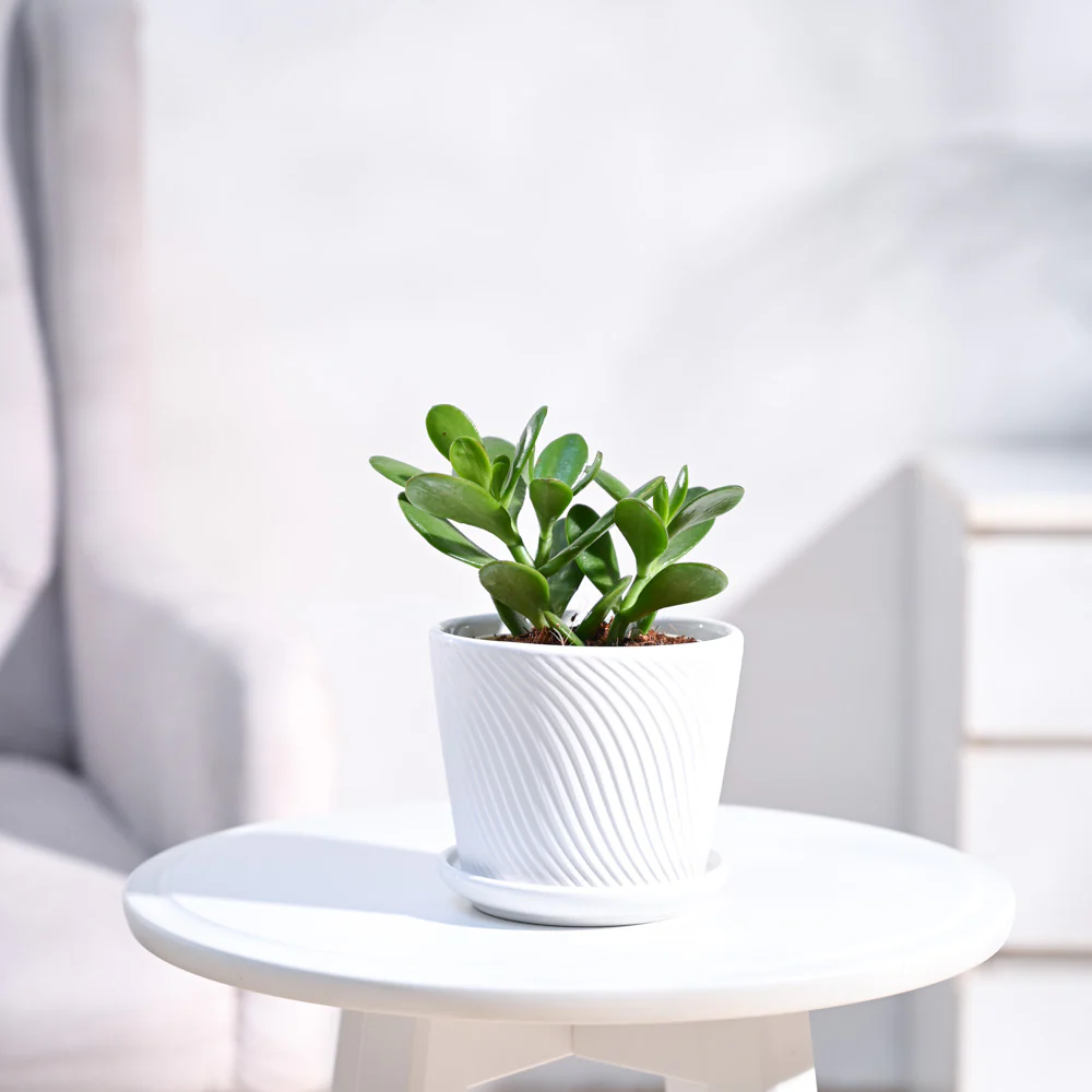 Product image 81