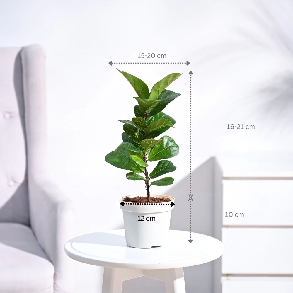 Product image 66