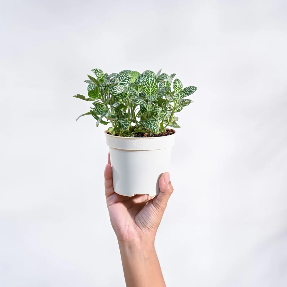 Product image 67