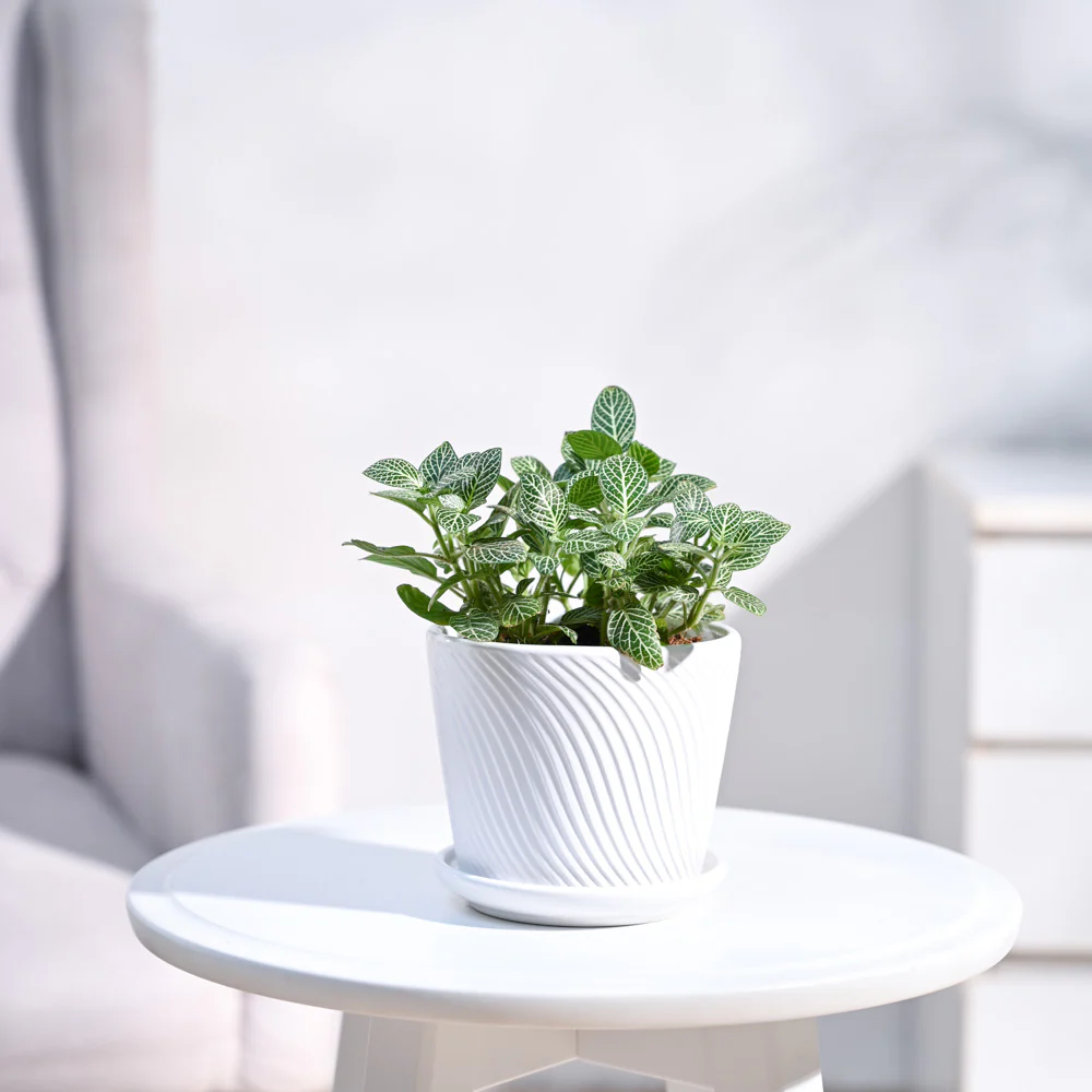Product image 81
