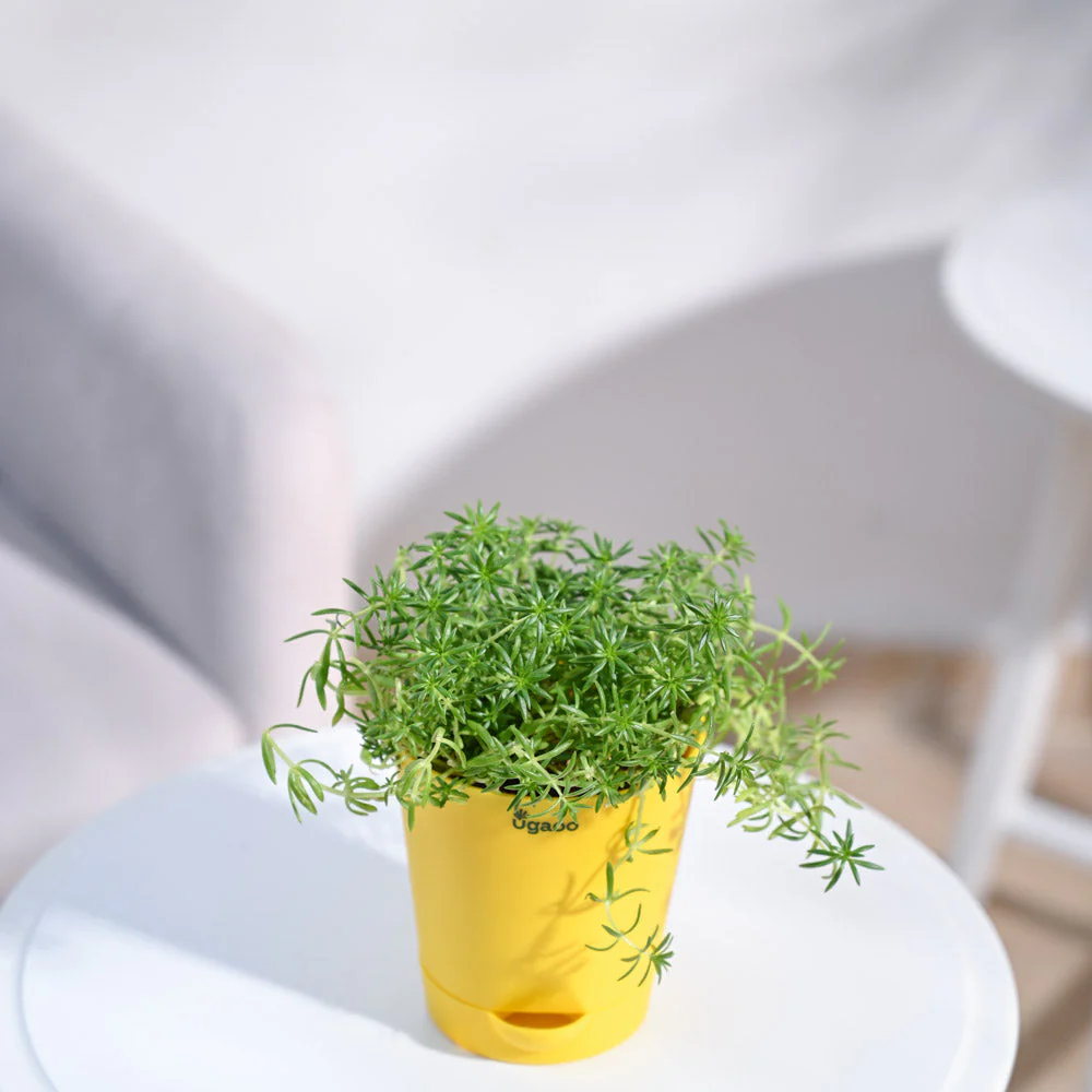 Product image 100