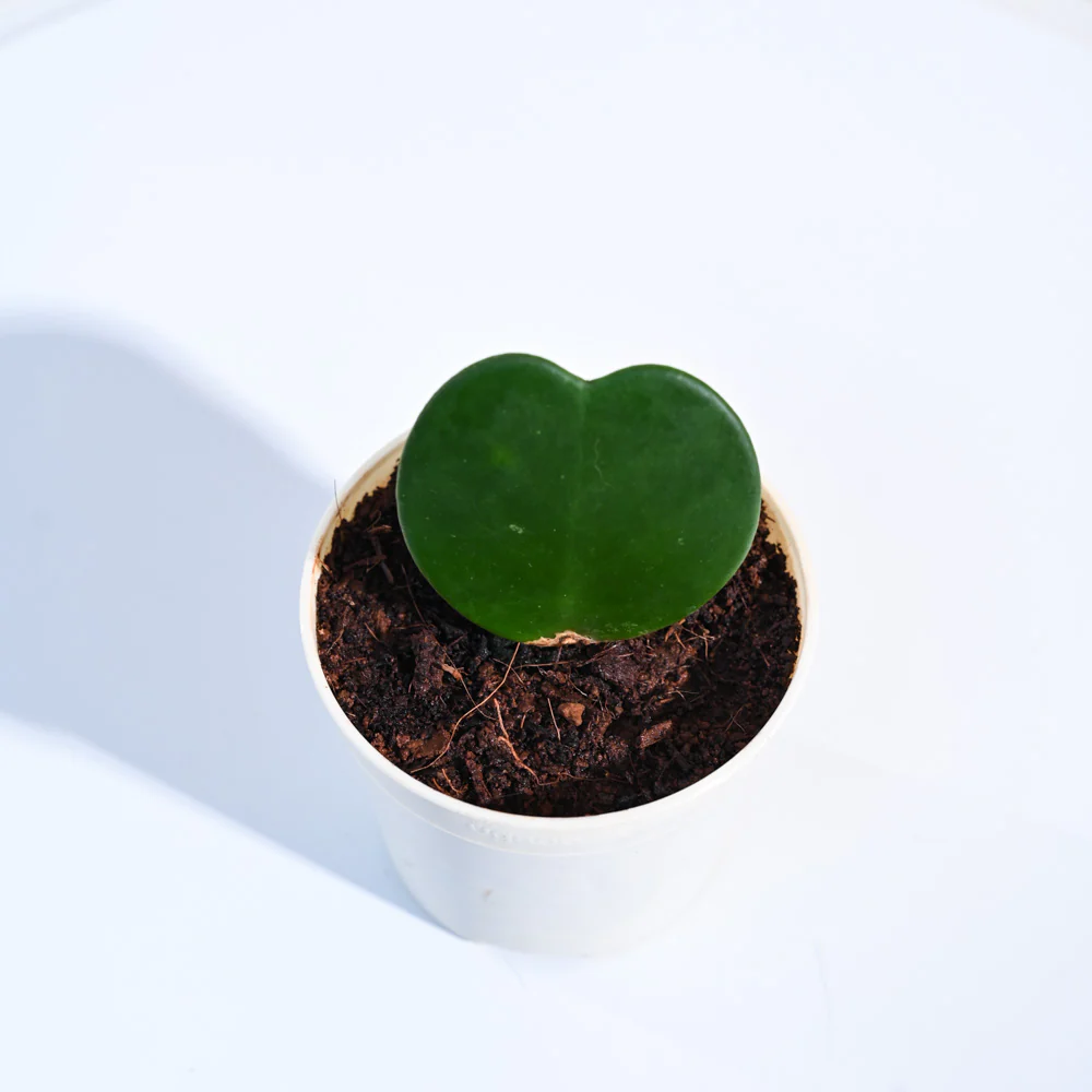 Product image 91