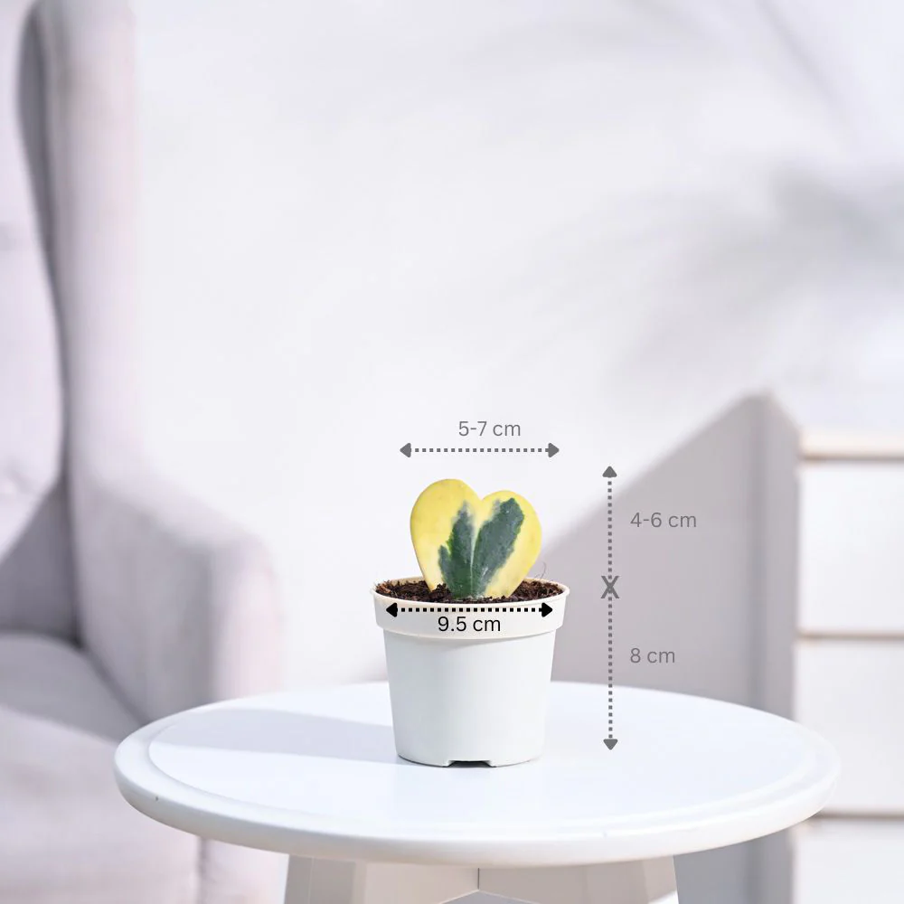 Product image 102