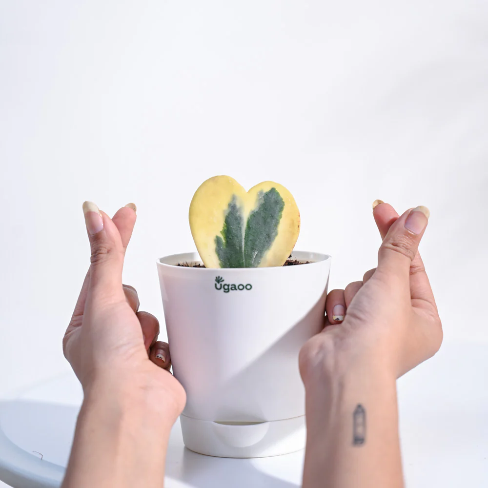Product image 76