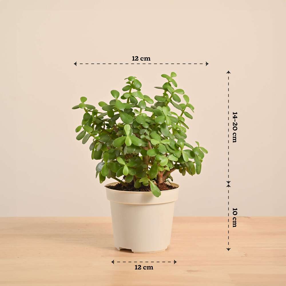 Product image 101