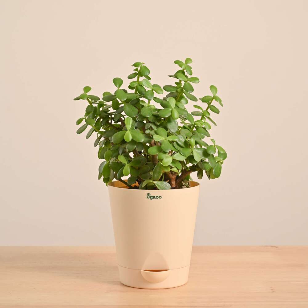 Product image 103