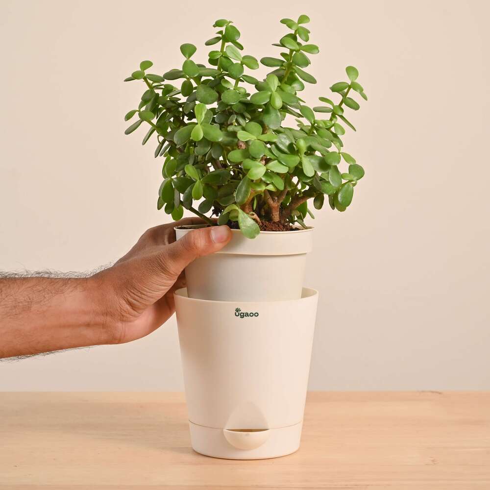 Product image 110