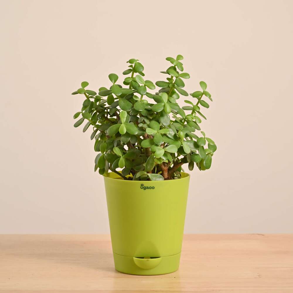 Product image 111