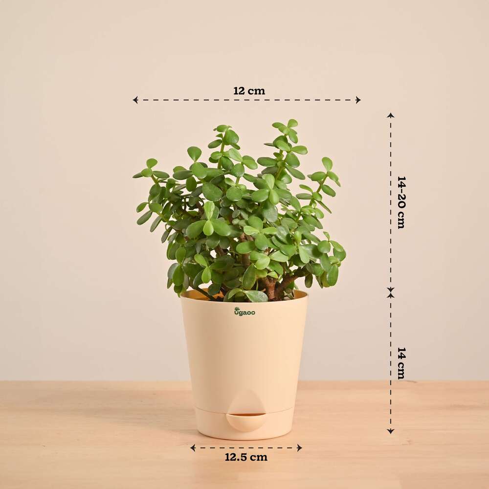 Product image 112