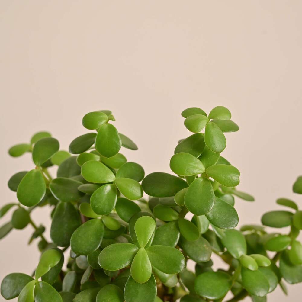 Product image 122