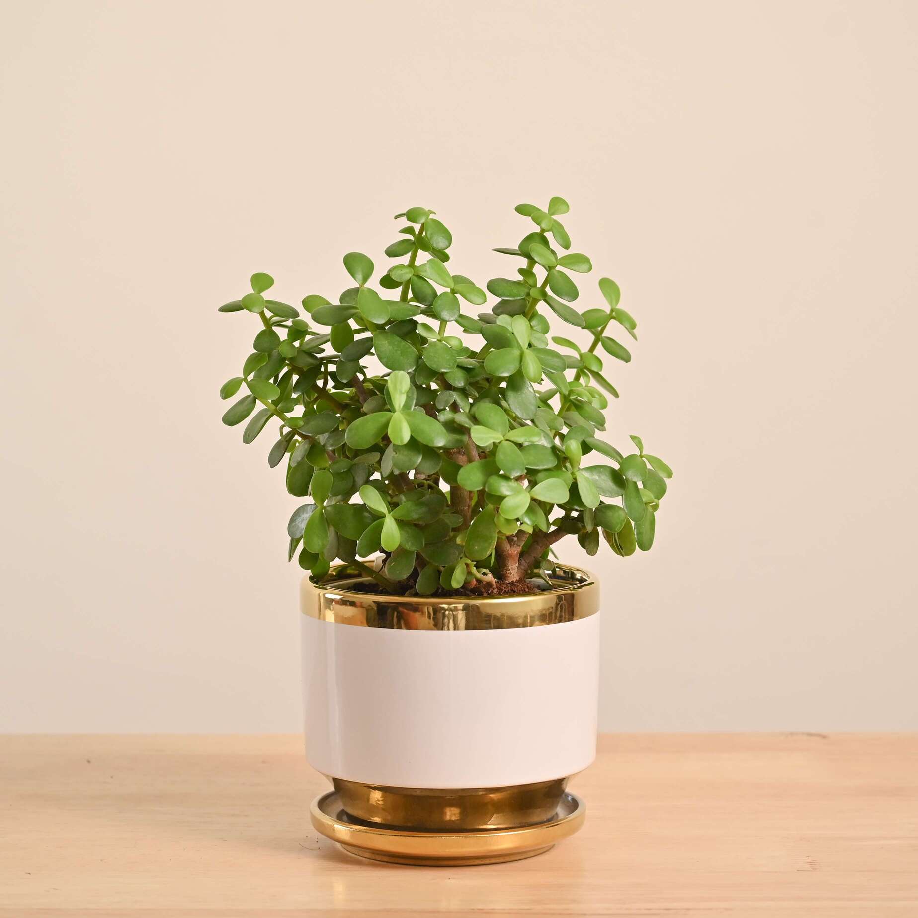 Product image 135