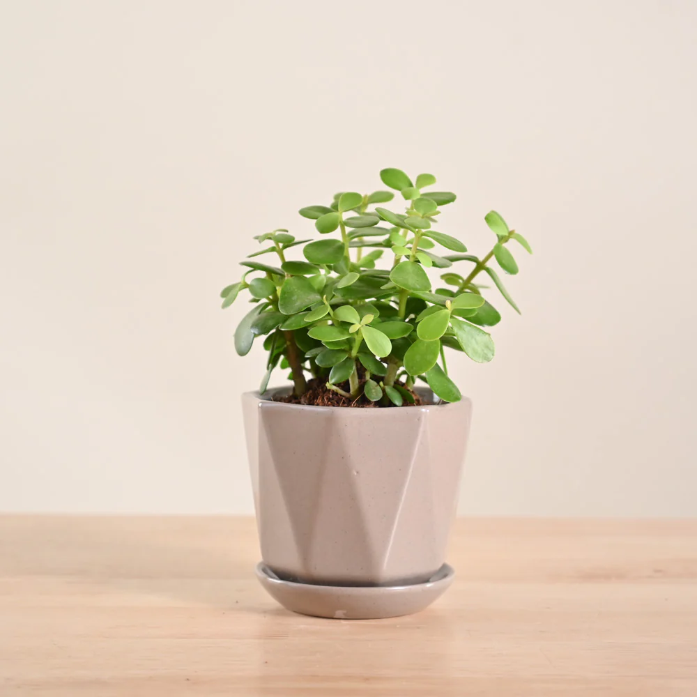 Product image 143