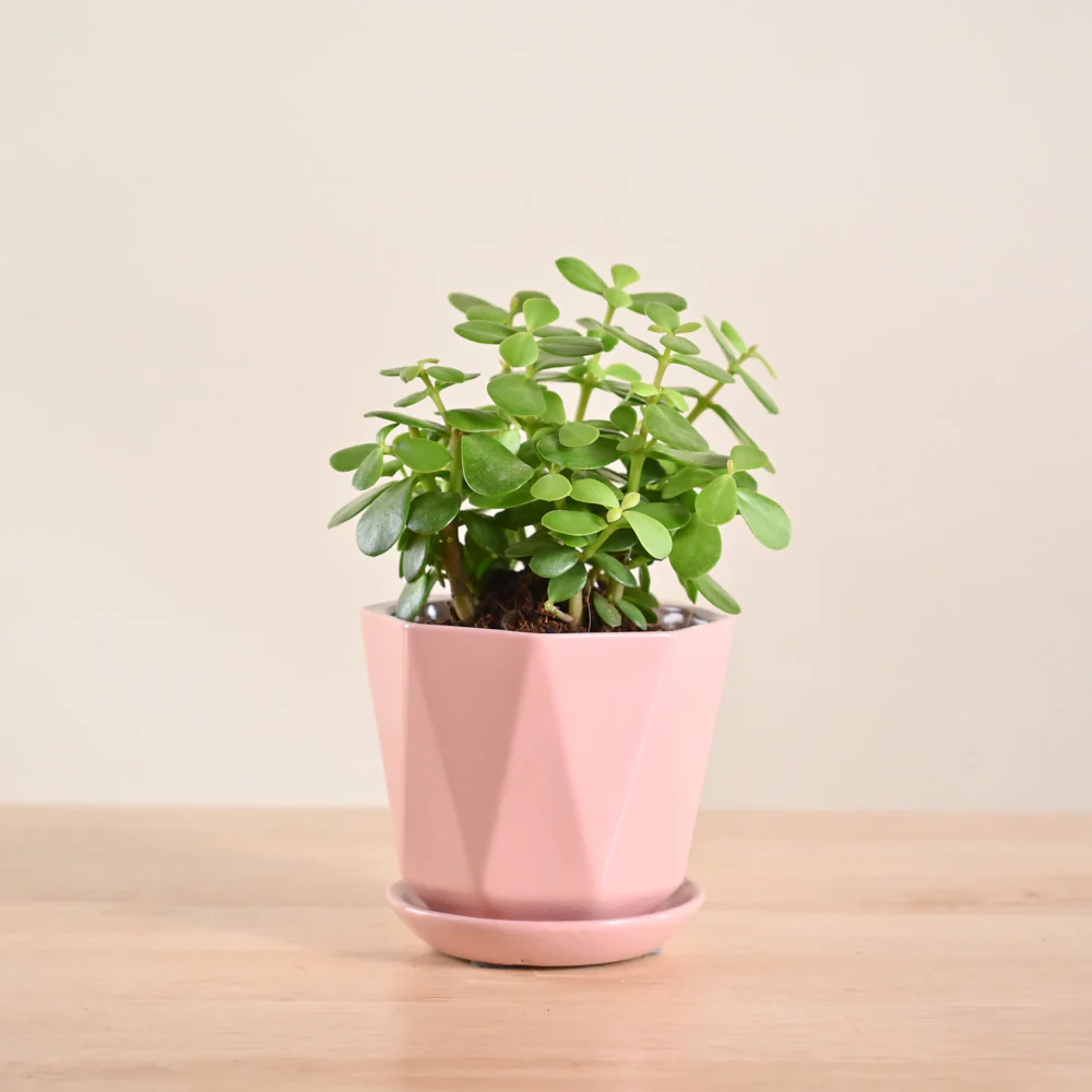 Product image 151