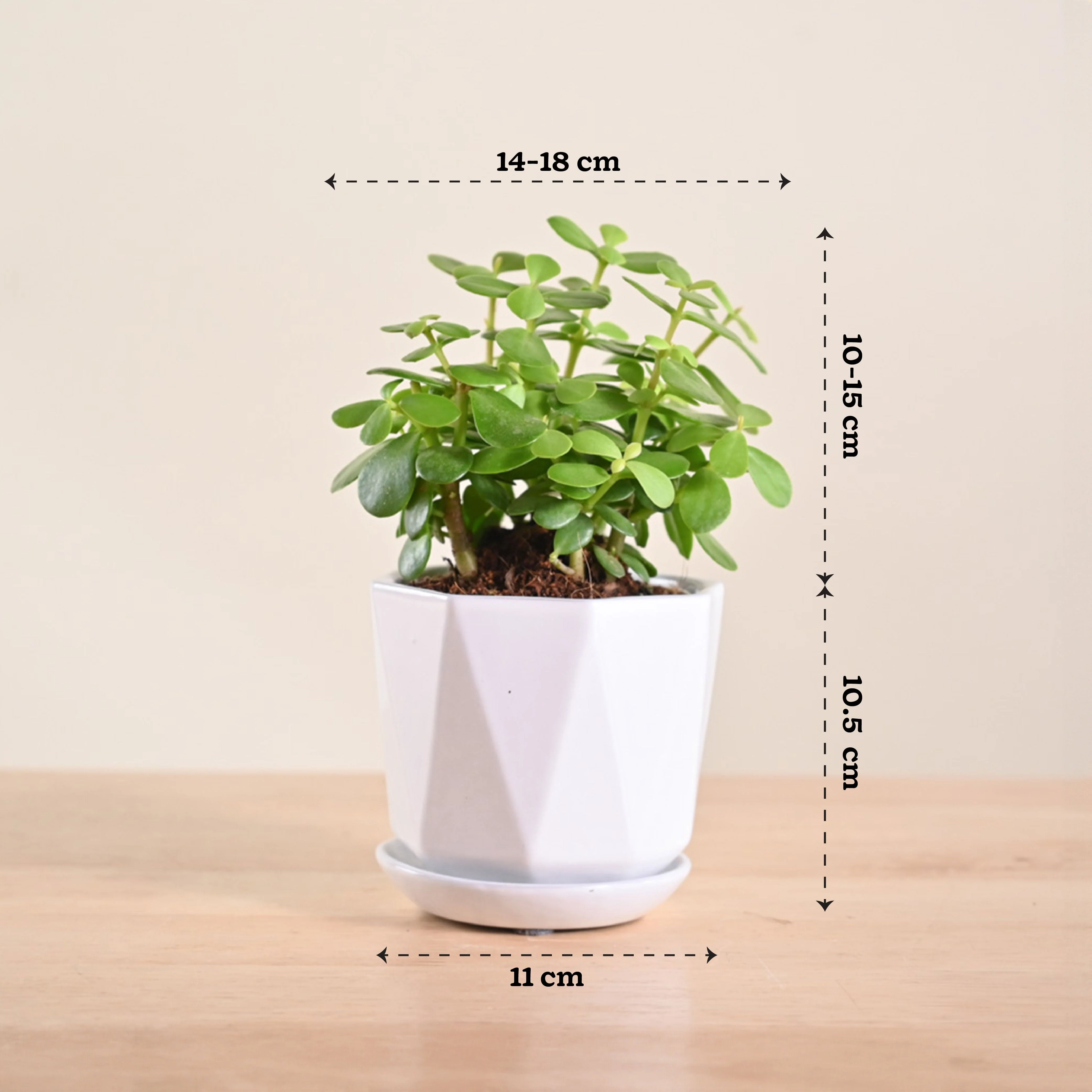 Product image 153