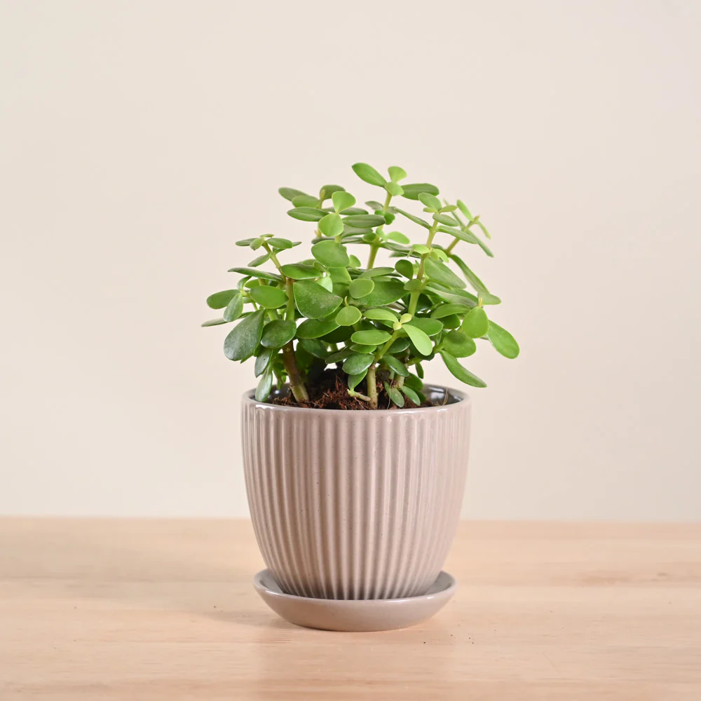 Product image 155