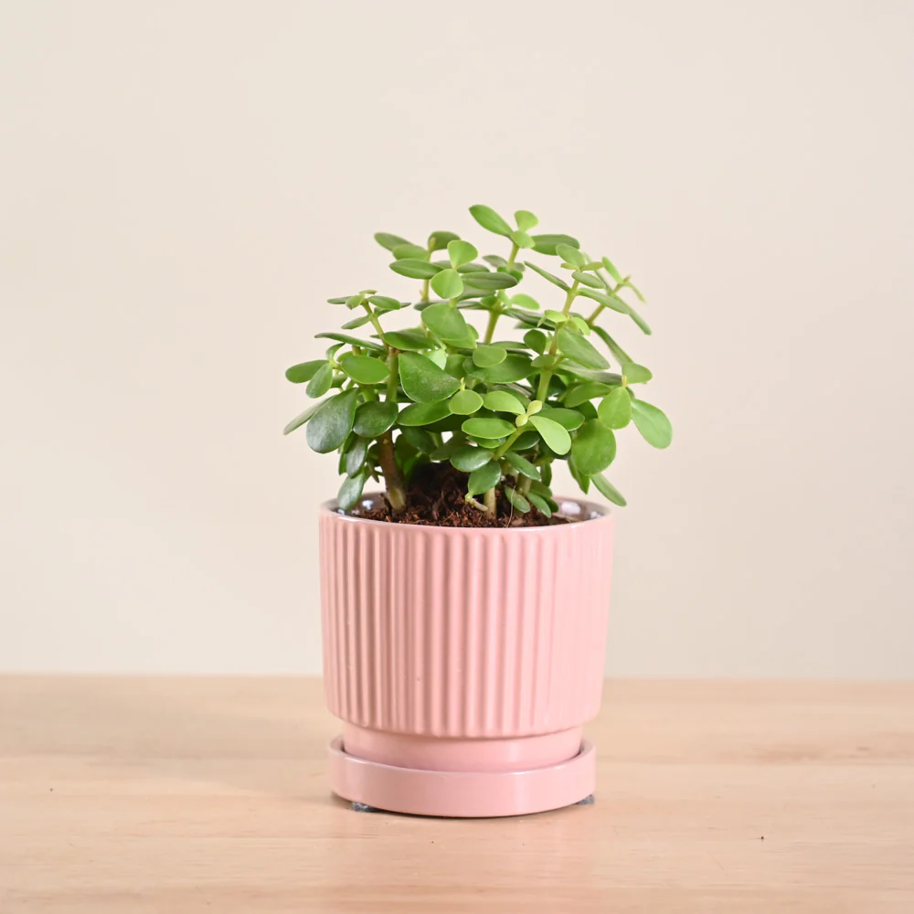 Product image 179