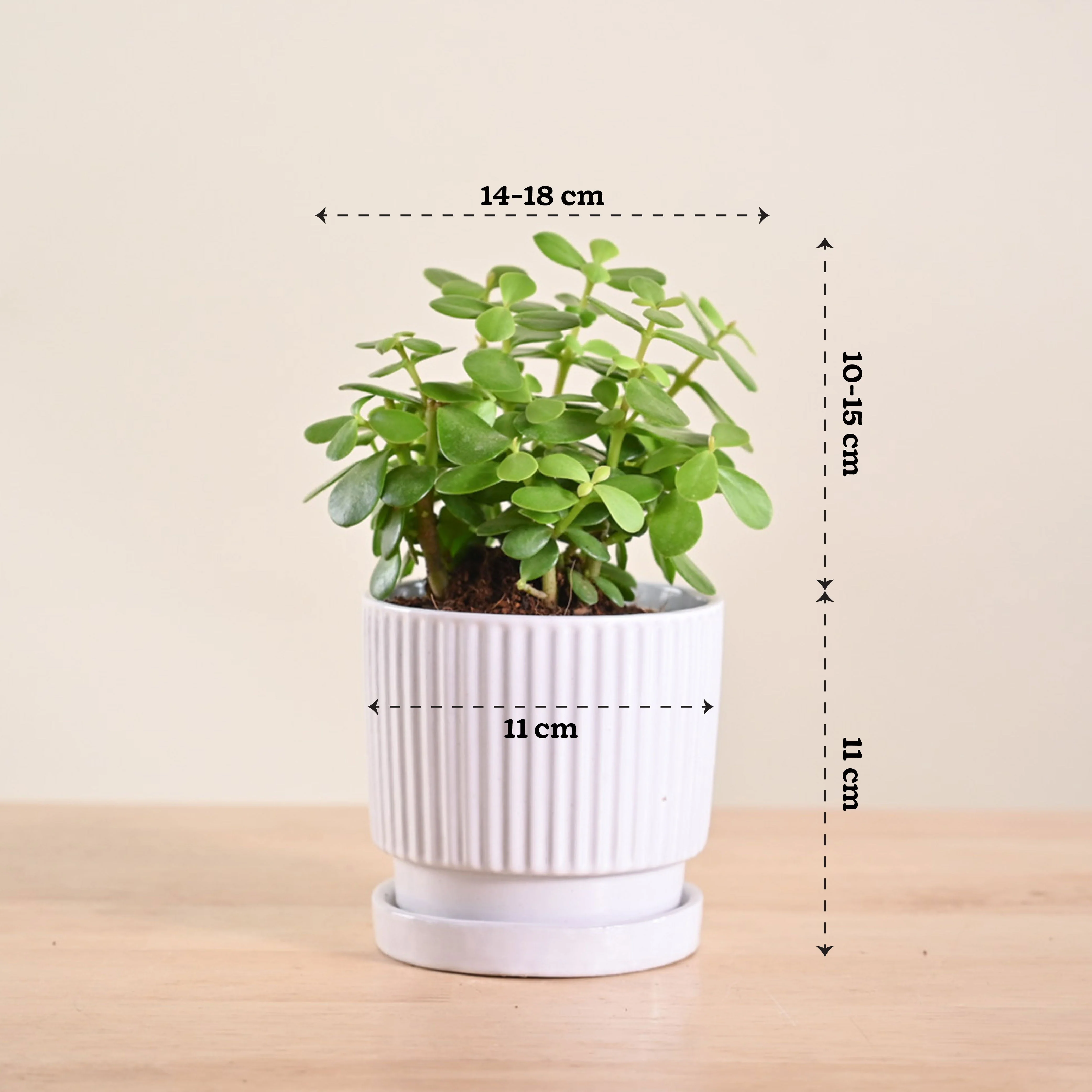 Product image 181