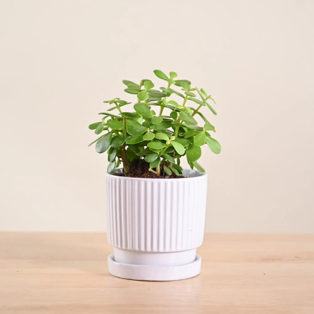 Product image 183