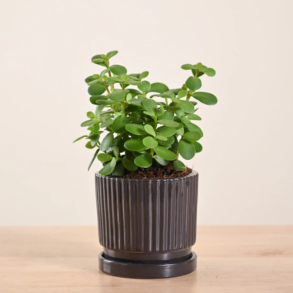 Product image 187