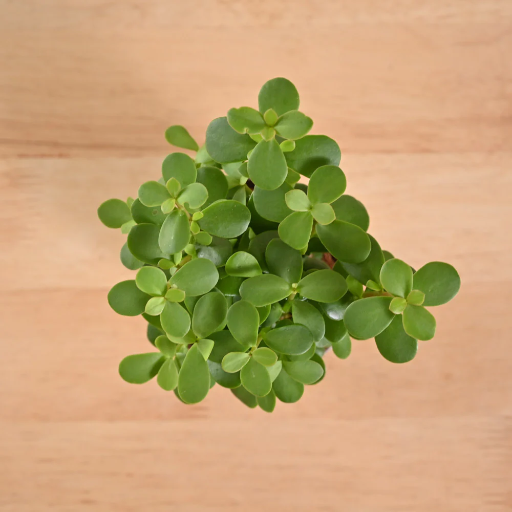 Product image 207