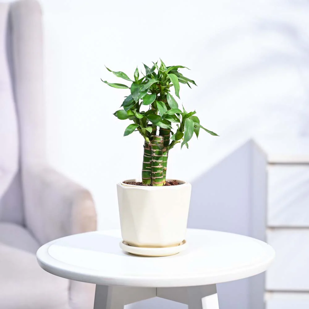 Product image 141