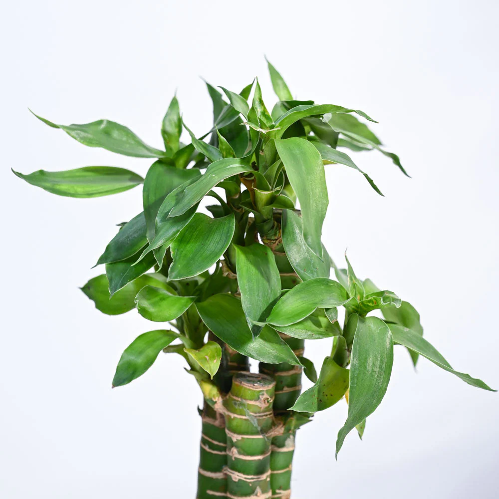 Product image 143